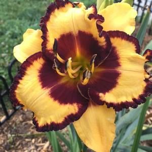 Meet your Posher, Lori